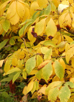 marronnier-arbustif-aesculus-parviflora-2.jpg