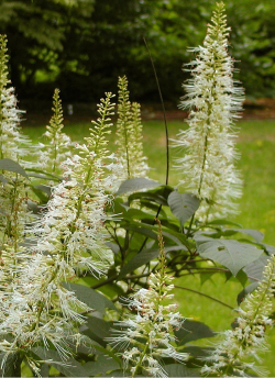 AESCULUS parviflora