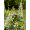 AESCULUS parviflora