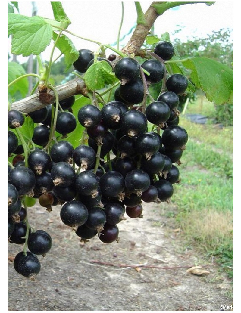 CASSISSIER NEVA® (Ribes Nigrum)
