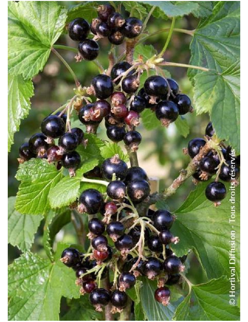 CASSISSIER NOIR DE BOURGOGNE (Ribes nigrum)