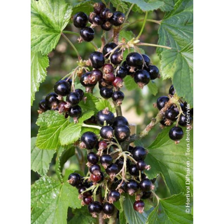 CASSISSIER NOIR DE BOURGOGNE (Ribes nigrum)