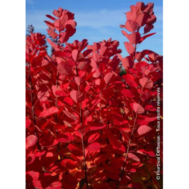 COTINUS coggygria FLAMISSIMO® (Arbre à perruque)