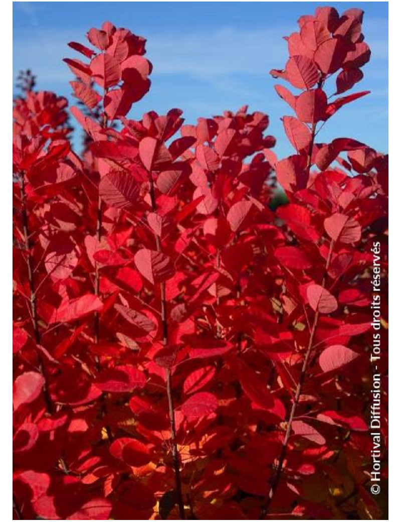 COTINUS coggygria FLAMISSIMO® (Arbre à perruque)