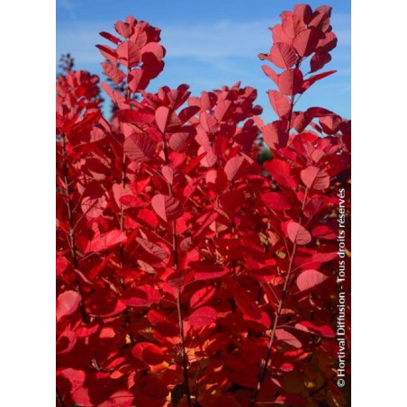 COTINUS coggygria FLAMISSIMO® (Arbre à perruque)