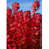 COTINUS coggygria FLAMISSIMO® (Arbre à perruque)