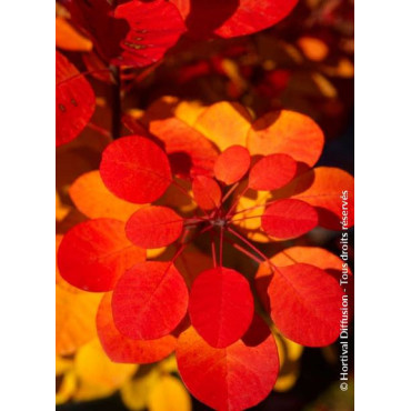 COTINUS coggygria FLAMISSIMO® (Arbre à perruque)