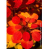 COTINUS coggygria FLAMISSIMO® (Arbre à perruque)