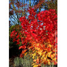 COTINUS coggygria FLAMISSIMO® (Arbre à perruque)