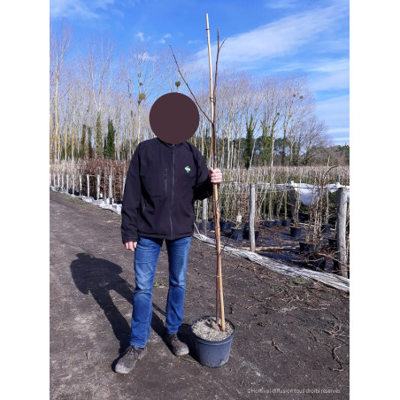 ROBINIA margaretta CASQUE ROUGE (Faux acacia ou Robinier Casque Rouge)