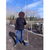 ROBINIA margaretta CASQUE ROUGE (Faux acacia ou Robinier Casque Rouge) En pot de 10-12 litres forme baliveau hauteur 150-200 cm