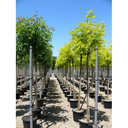 ROBINIA margaretta CASQUE ROUGE (Faux acacia ou Robinier Casque Rouge)