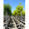 ROBINIA margaretta CASQUE ROUGE (Faux acacia ou Robinier Casque Rouge) En pot de 35-50 litres forme tige