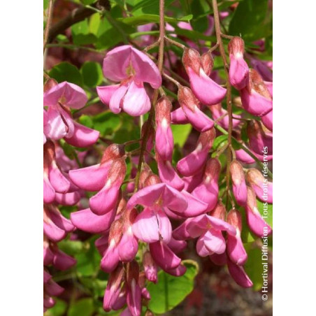 ROBINIA margaretta CASQUE ROUGE (Faux acacia ou Robinier Casque Rouge)