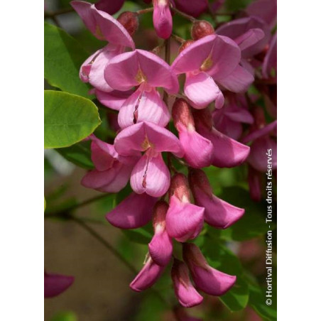 ROBINIA margaretta CASQUE ROUGE (Faux acacia ou Robinier Casque Rouge)