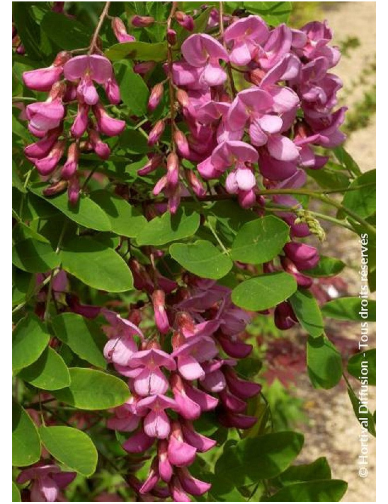 ROBINIA margaretta CASQUE ROUGE (Faux acacia ou Robinier Casque Rouge)