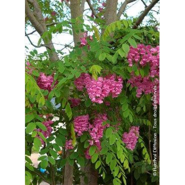 Robinia pseudoacacia Casque Rouge - Robinier faux acacia rose-pourpré