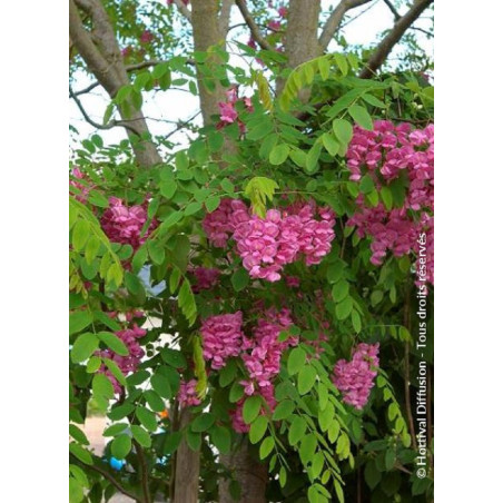 ROBINIA margaretta CASQUE ROUGE (Faux acacia ou Robinier Casque Rouge)
