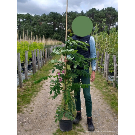 ROBINIA margaretta CASQUE ROUGE (Faux acacia ou Robinier Casque Rouge)