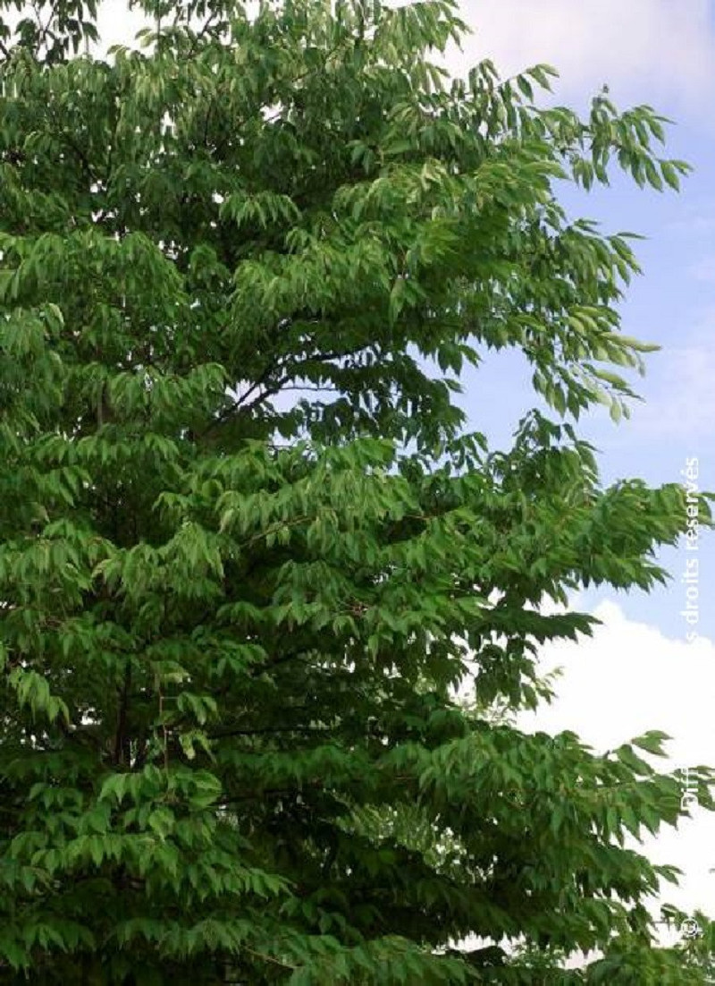 ZELKOVA serrata (Orme de Sibérie) — free download