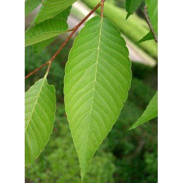 ZELKOVA serrata (Orme de Sibérie)