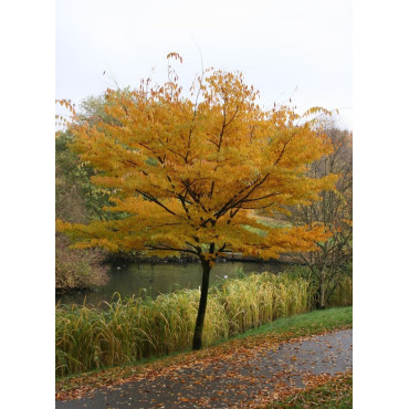 ZELKOVA serrata (Orme de Sibérie)