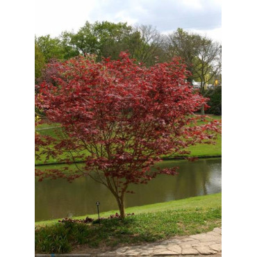 ACER palmatum ATROPURPUREUM (Érable du Japon)