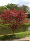 erable-du-japon-pourpre-acer-palmatum-atropurpureum-1.jpg
