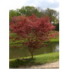 ACER palmatum ATROPURPUREUM (Érable du Japon)