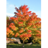 ACER PACIFIC SUNSET