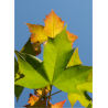 ACER PACIFIC SUNSET