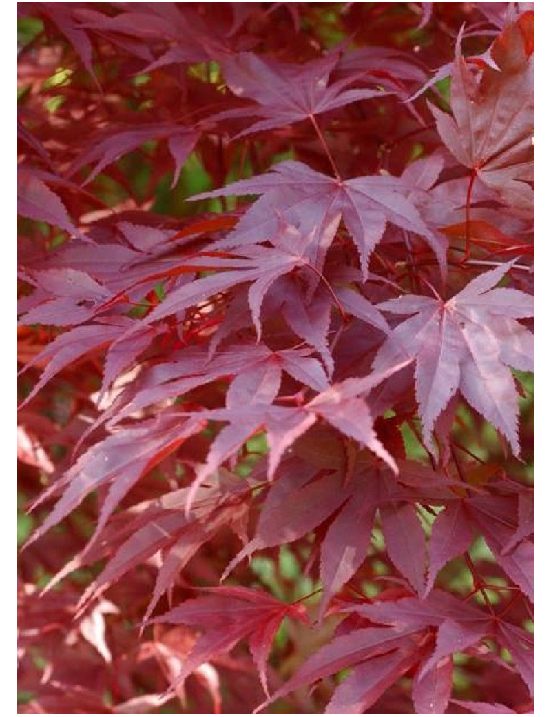 ACER palmatum ATROPURPUREUM (Érable du Japon)