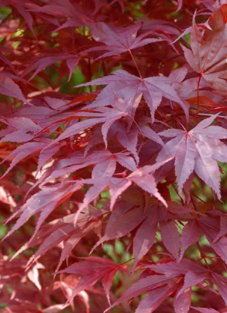 erable-du-japon-pourpre-acer-palmatum-atropurpureum.jpg