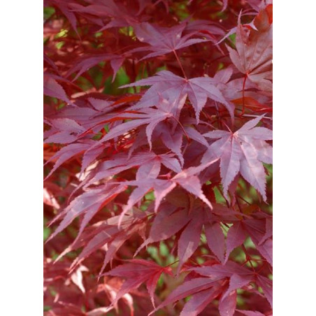 ACER palmatum ATROPURPUREUM (Érable du Japon)