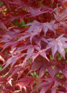 erable-du-japon-pourpre-acer-palmatum-atropurpureum.jpg