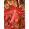 ACER PACIFIC SUNSET
