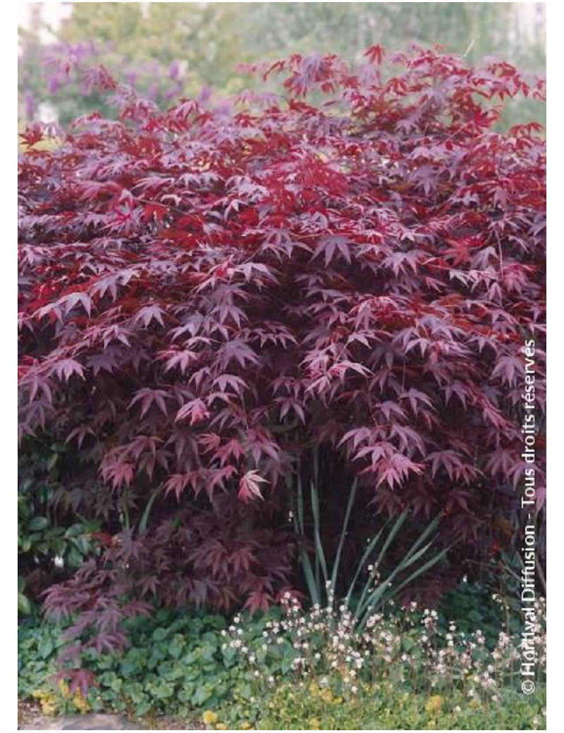 ACER palmatum BLOODGOOD (Érable du Japon)