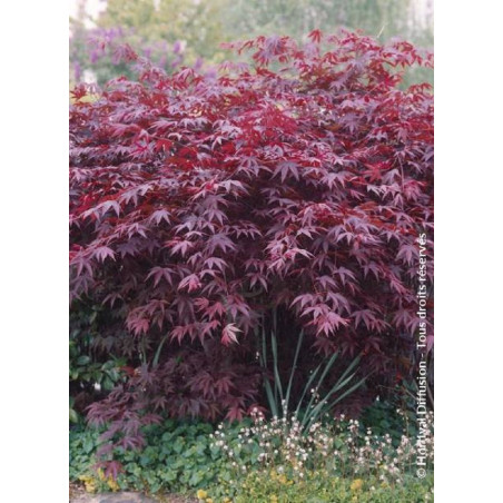 ACER palmatum BLOODGOOD (Érable du Japon)