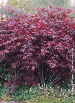erable-du-japon-pourpre-bloodgood-acer-palmatum-bloodgood.jpg