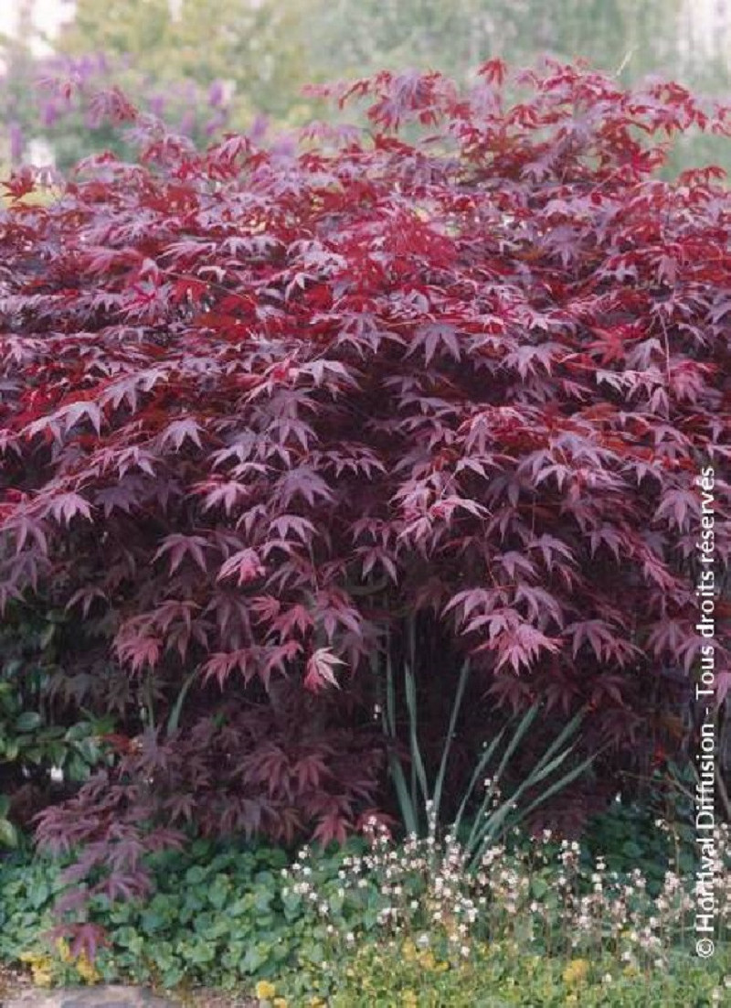 erable-du-japon-pourpre-bloodgood-acer-palmatum-bloodgood.jpg
