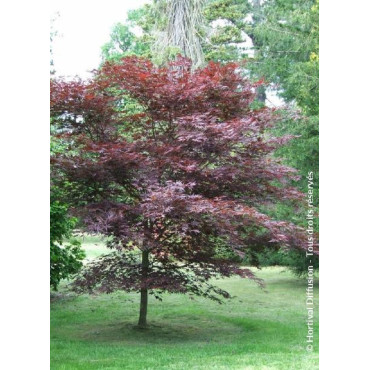 ACER palmatum BLOODGOOD (Érable du Japon)