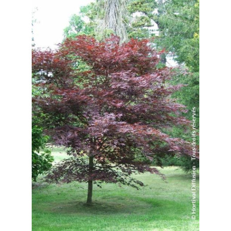ACER palmatum BLOODGOOD (Érable du Japon)