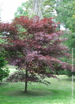 erable-du-japon-pourpre-bloodgood-acer-palmatum-bloodgood-1.jpg