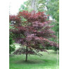 ACER palmatum BLOODGOOD (Érable du Japon)