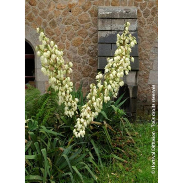 YUCCA filamentosa (Herbe à soie)