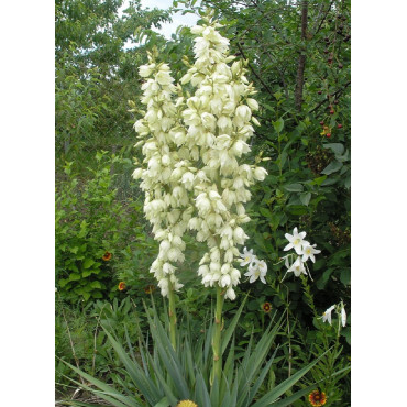 YUCCA filamentosa (Herbe à soie)