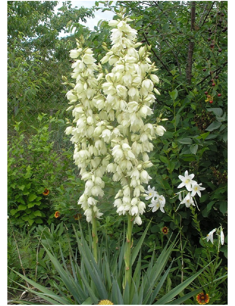 YUCCA filamentosa (Herbe à soie)