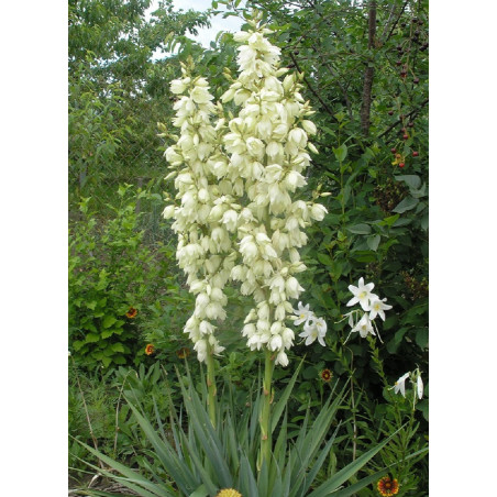 YUCCA filamentosa (Herbe à soie)