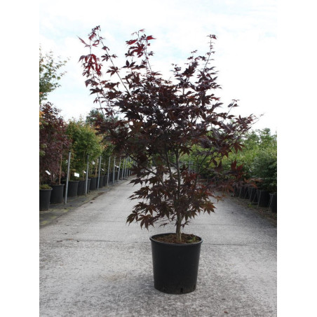 ACER palmatum BLOODGOOD (Érable du Japon)