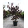 ACER palmatum BLOODGOOD (Érable du Japon) En pot de 10-12 litres forme buisson